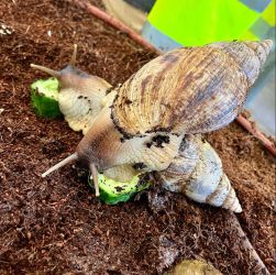 detsky kutik comin nitra na vylete